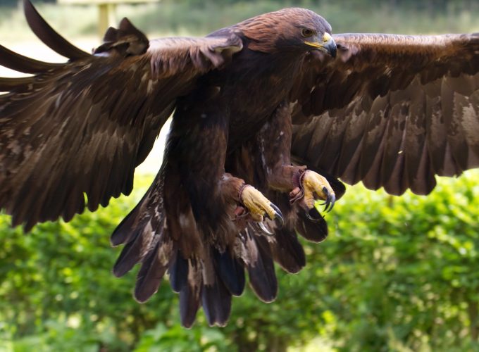 Wallpaper Golden Eagle, Mexico, bird, animal, nature, wings, brown, green grass, tourism, Animals 419455762